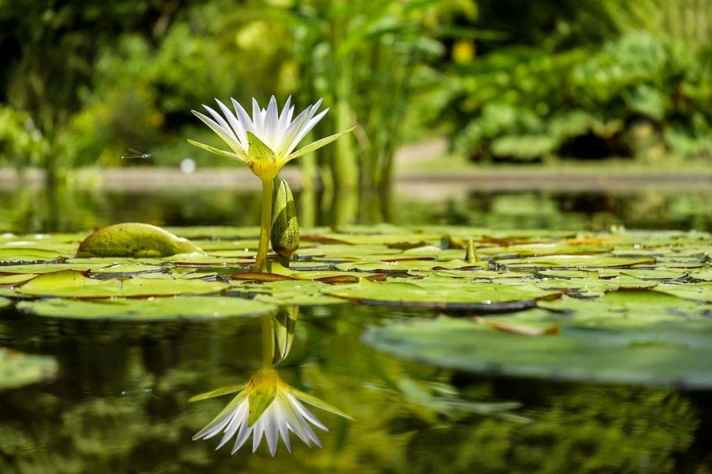lily pond in a better garden thanks to self storage