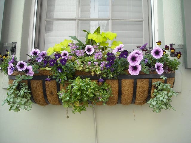 flowers in window box in Parson's Green